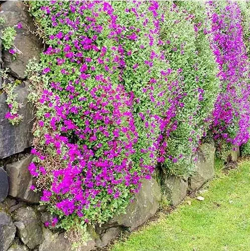 sementes de aubrietia sortida 20 sementes 2693 e1495729154868