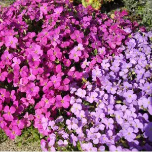 sementes de aubrietia sortida 20 sementes 3905 e1495729193515