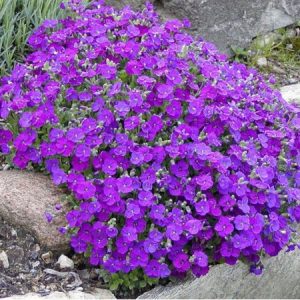 sementes de aubrietia sortida 20 sementes 6390 e1495729175109