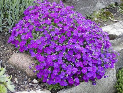 sementes de aubrietia sortida 20 sementes 6390 e1495729175109