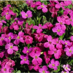 sementes de aubrietia sortida 20 sementes 7397 e1495729137950