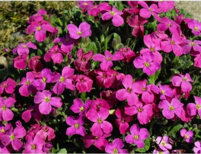 sementes de aubrietia sortida 20 sementes 7397 e1495729137950