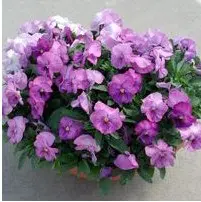 sementesde amor perfeito lavanda dinamite 15 sementes 1664 e1496257734527