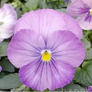 sementesde amor perfeito lavanda dinamite 15 sementes 5857 e1496257781443