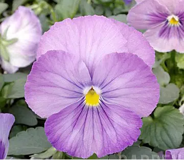 sementesde amor perfeito lavanda dinamite 15 sementes 5857 e1496257781443