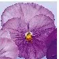 sementesde amor perfeito lavanda dinamite 15 sementes 9460 e1496257755778
