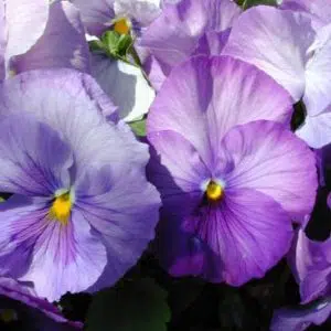 sementesde amor perfeito lavanda dinamite 15 sementes 9671 e1496257690911