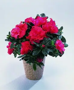 sementes de azaleia sortida 3039 e1495940256578