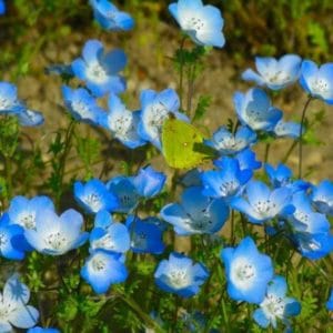 sementes de baby blue eyes nemophila 20 sementes 1767 e1495940024437