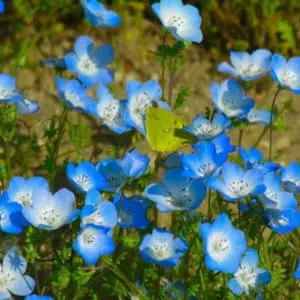 sementes de baby blue eyes nemophila 20 sementes 1767 e1495940024437