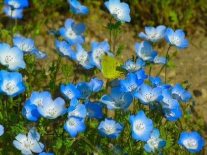 sementes de baby blue eyes nemophila 20 sementes 1767 e1495940024437