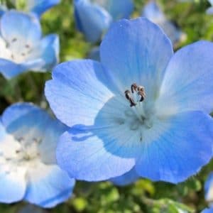 sementes de baby blue eyes nemophila 20 sementes 1775 e1495939986661