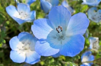 sementes de baby blue eyes nemophila 20 sementes 1775 e1495939986661