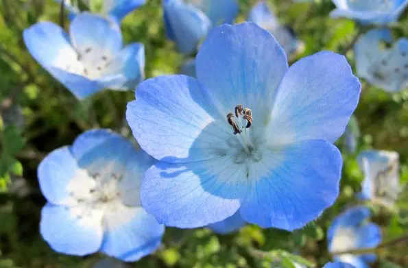 sementes de baby blue eyes nemophila 20 sementes 1775 e1495939986661