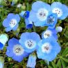 Comprar Sementes de Baby Blue Eyes (Nemophila): 20 Sementes