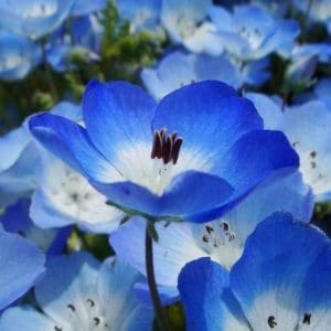 sementes de baby blue eyes nemophila 20 sementes 3358 e1495940079977