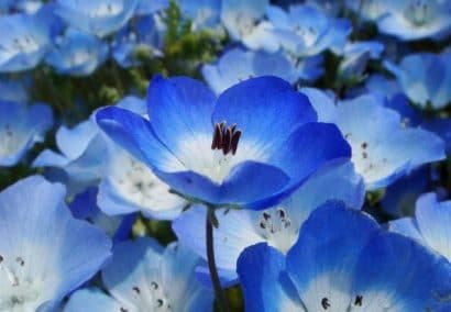 sementes de baby blue eyes nemophila 20 sementes 3358 e1495940079977