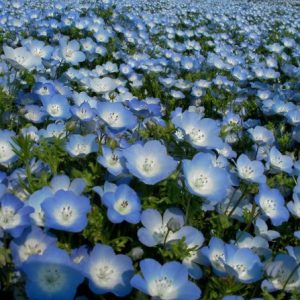 sementes de baby blue eyes nemophila 20 sementes 5471 e1495940005902
