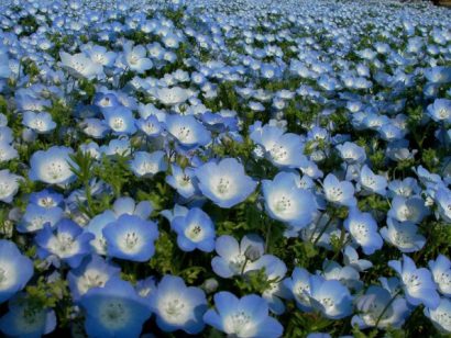 sementes de baby blue eyes nemophila 20 sementes 5471 e1495940005902