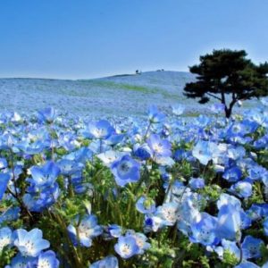 sementes de baby blue eyes nemophila 20 sementes 8063 e1495940051787