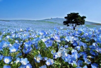 sementes de baby blue eyes nemophila 20 sementes 8063 e1495940051787