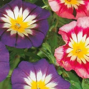 sementes de bela manha sortida 15 sementes 4023 e1495939386217