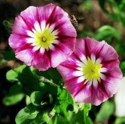 sementes de bela manha sortida 15 sementes 7320 e1495939417991