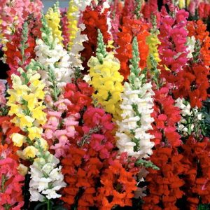 sementes de boca de leao sortida antirrhinum 100 sementes 1138 e1495939307250