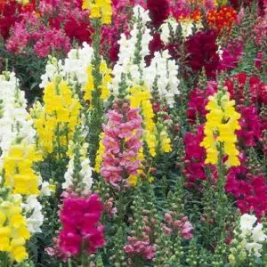 sementes de boca de leao sortida antirrhinum 100 sementes 3349 e1495939207299