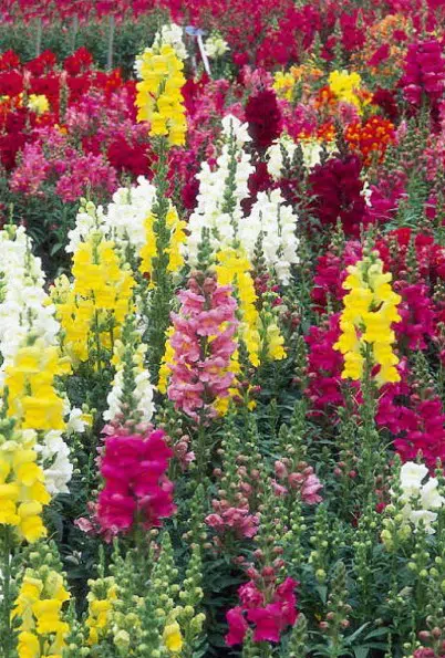 sementes de boca de leao sortida antirrhinum 100 sementes 3349 e1495939207299