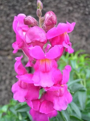 sementes de boca de leao sortida antirrhinum 100 sementes 3442 e1495939252337