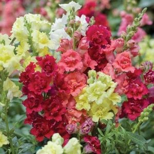 Comprar Sementes de Boca de Leão Sortida (Antirrhinum): 100 Sementes