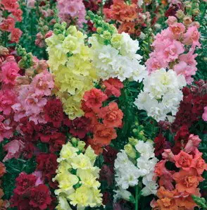 sementes de boca de leao sortida antirrhinum 100 sementes 3835 e1495939271268
