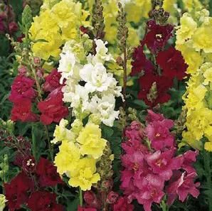 sementes de boca de leao sortida antirrhinum 100 sementes 7031 e1495939336611