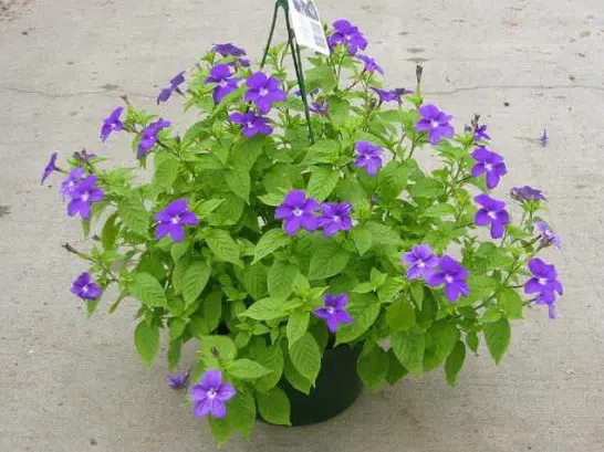 sementes de brovalia azul 20 sementes 0271 e1495939042297