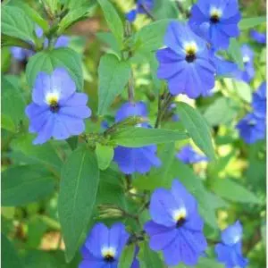 sementes de brovalia azul 20 sementes 3258 e1495939112999