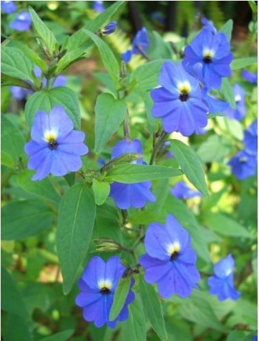 sementes de brovalia azul 20 sementes 3258 e1495939112999