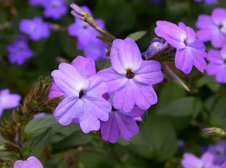 sementes de brovalia azul 20 sementes 4767 e1495939059236