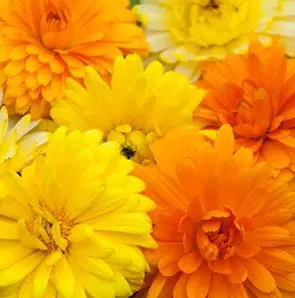 sementes de calendula sortida dobrada 15 sementes 4704 e1495938812431
