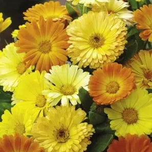 sementes de calendula sortida dobrada 15 sementes 6222 e1495938766318