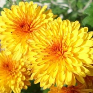 sementes de calendula sortida dobrada 15 sementes 6418 e1495938740548