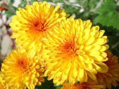 sementes de calendula sortida dobrada 15 sementes 6418 e1495938740548