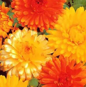 sementes de calendula sortida dobrada 15 sementes 7611 e1495938788594
