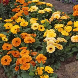 sementes de calendula sortida dobrada 15 sementes 8208