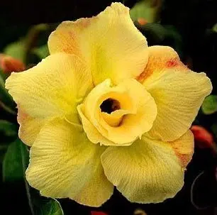 sementes de rosa do deserto sortida adenium 5 sementes 0423 e1495937703694