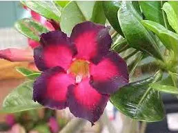 sementes de rosa do deserto sortida adenium 5 sementes 1505 e1495937982473