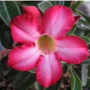 sementes de rosa do deserto sortida adenium 5 sementes 2319 e1494730344960