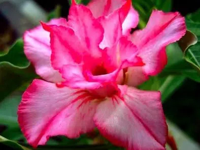 sementes de rosa do deserto sortida adenium 5 sementes 2848 e1495938218876