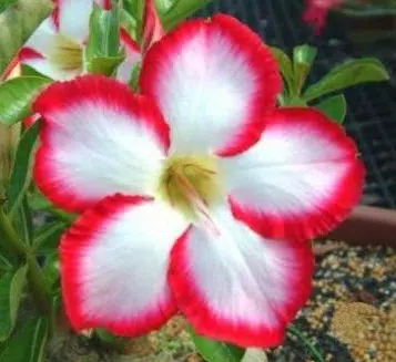 sementes de rosa do deserto sortida adenium 5 sementes 3812 e1495937956784