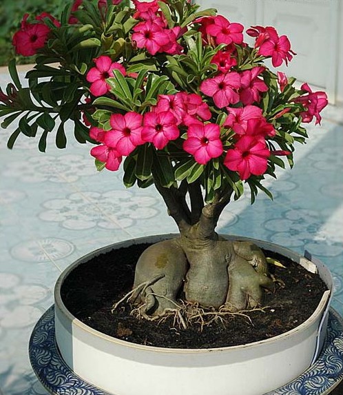 Adenium (Rosa do Deserto): 5 Sementes - SoFlor Sementes